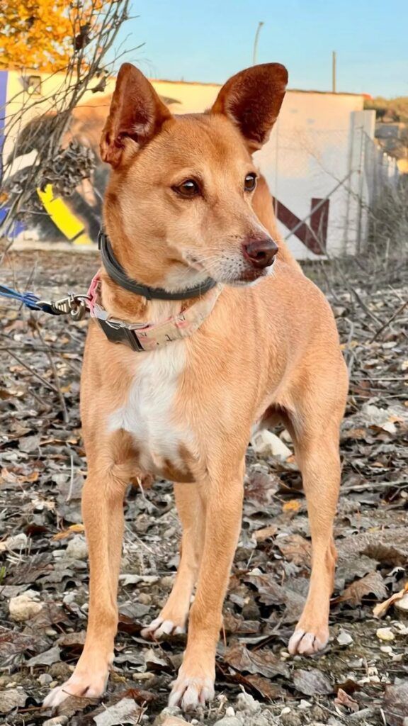 Perro Podenco en adopción: Lupin