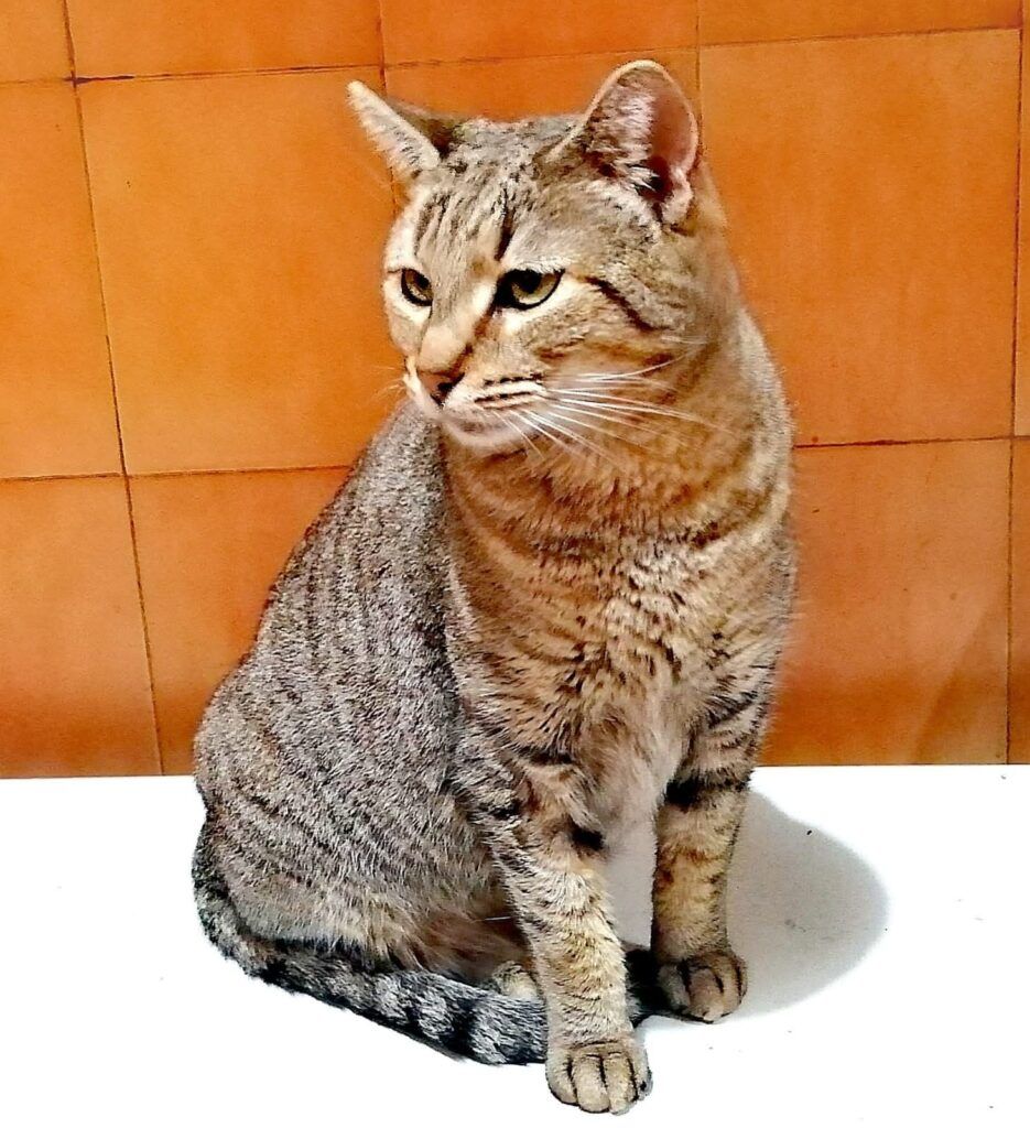 Gato Común Europeo en adopción: Cerhes