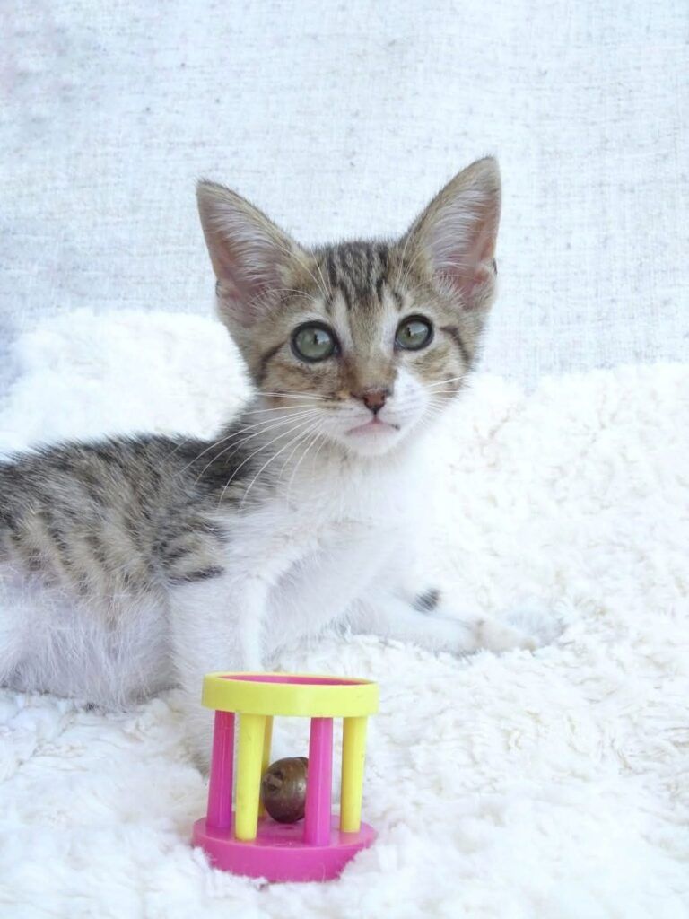 Gato Común Europeo en adopción: Warrio