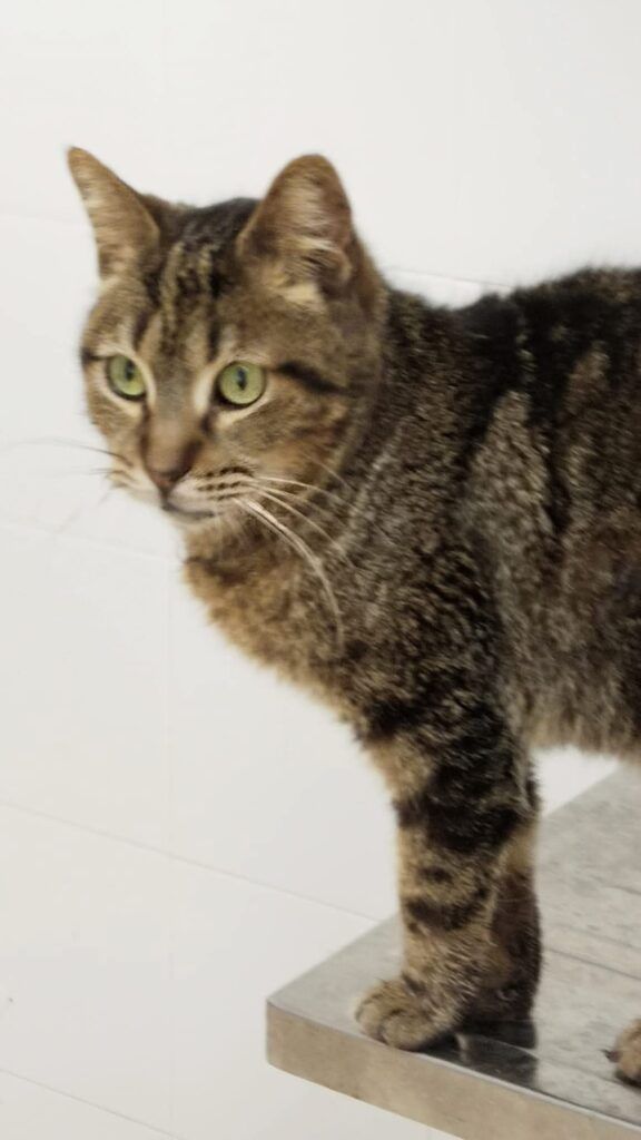Gato Común Europeo en adopción: Romana