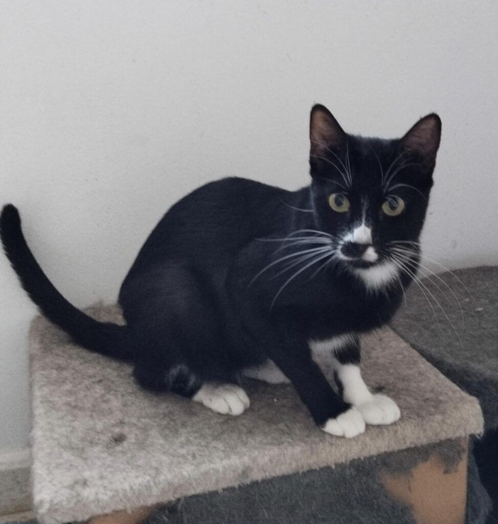 Gato Común Europeo en adopción: Hammer