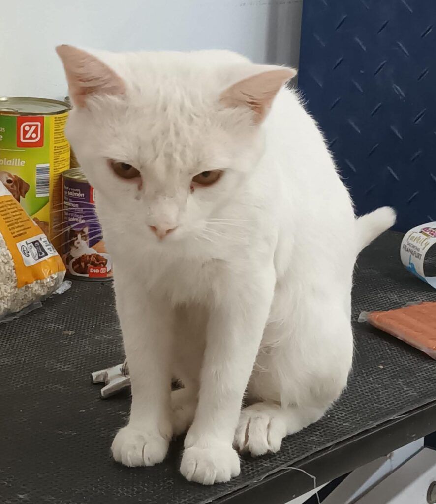 Gato Europeo en adopción: Sirio