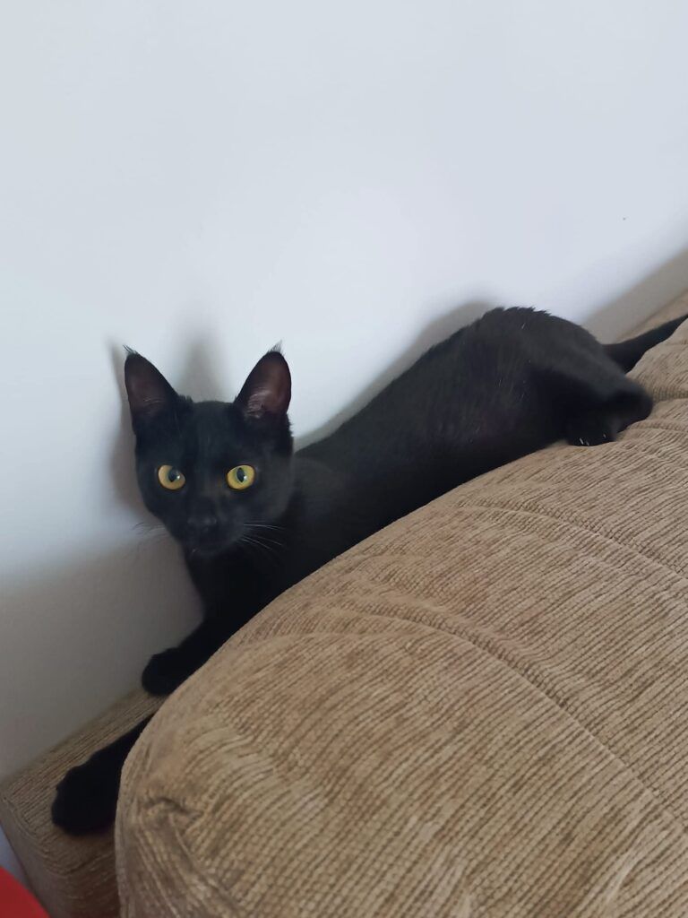 Gato Común Europeo en adopción: Venus
