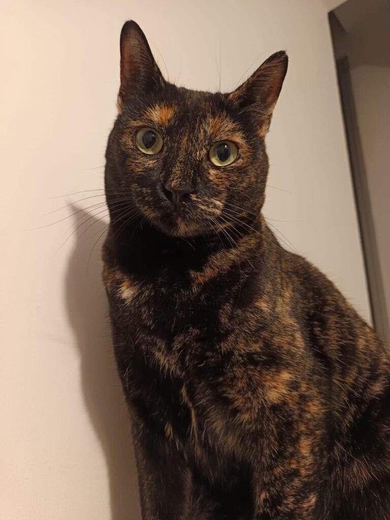 Gato Mestiza en adopción: Selene