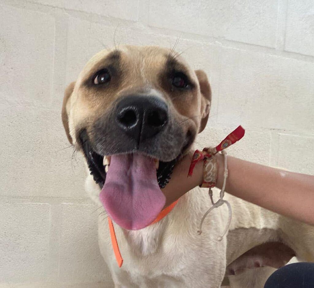 Perro Labrador X en adopción: Charlotte