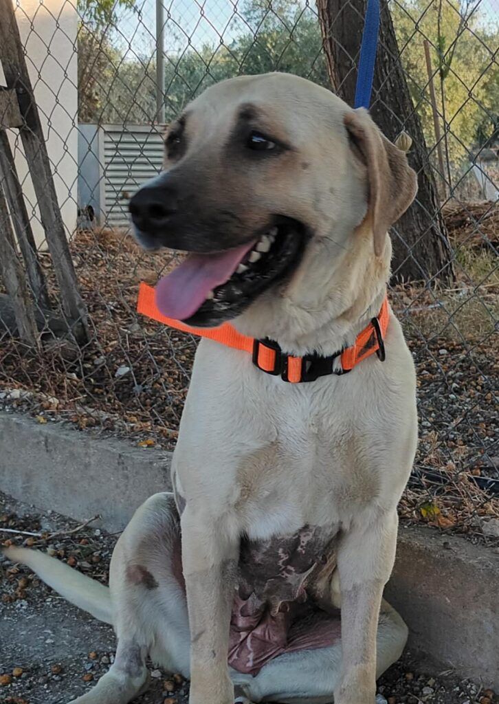 Perro Labrador X en adopción: Charlotte