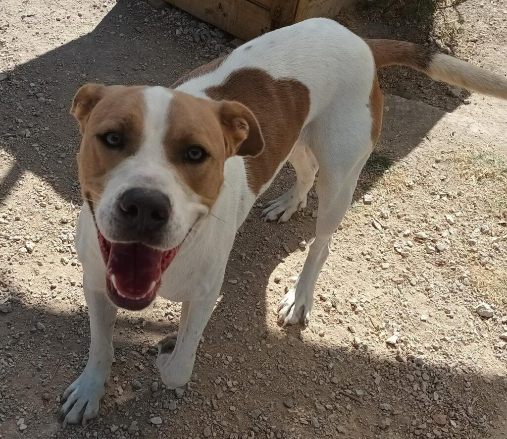 Perro X American Standford en adopción: Daemon