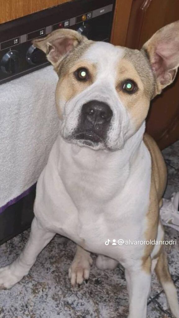 Perro X American standford en adopción: Zeus