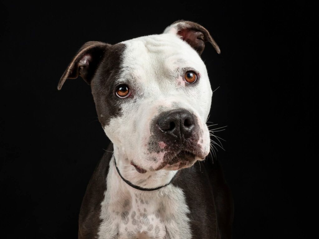 Perro Pitbull en adopción: Melchor