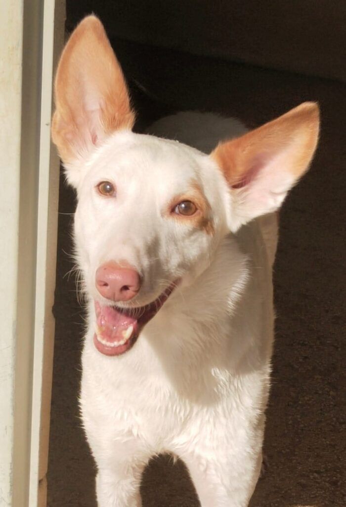 Perro Podenco canario en adopción: Rheagar