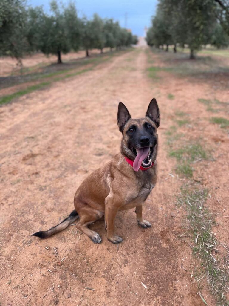 Perro Pastor Belga Malinois X en adopción: Seth