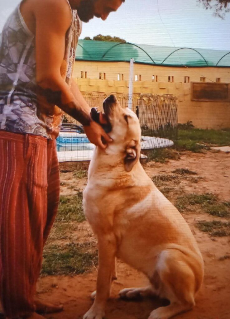 Perro Mastin en adopción: Tuti