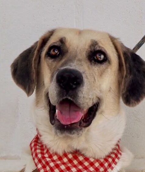 Perro X Mastin en adopción: Gabbana