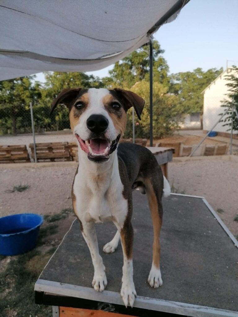 Perro Mestizo en adopción: Angus