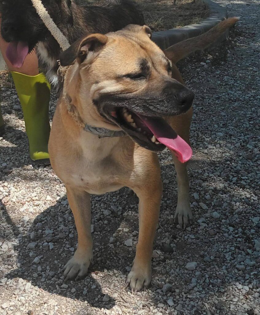 Perro Presa Canario en adopción: Akila