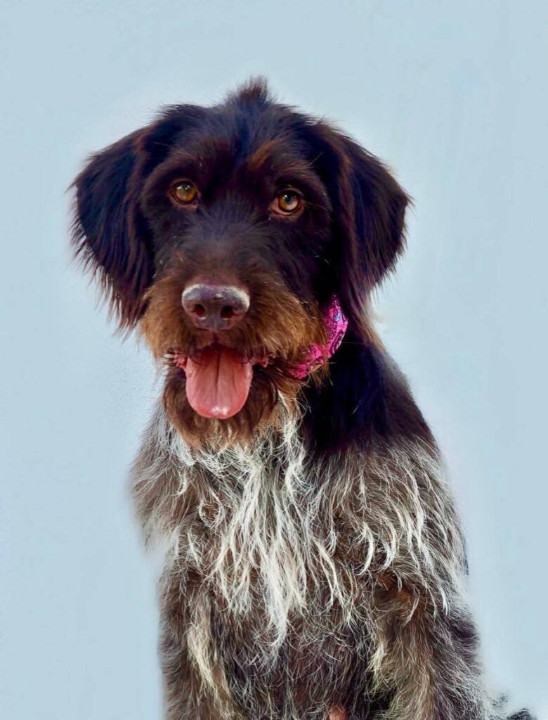 Perro Braco en adopción: Creta