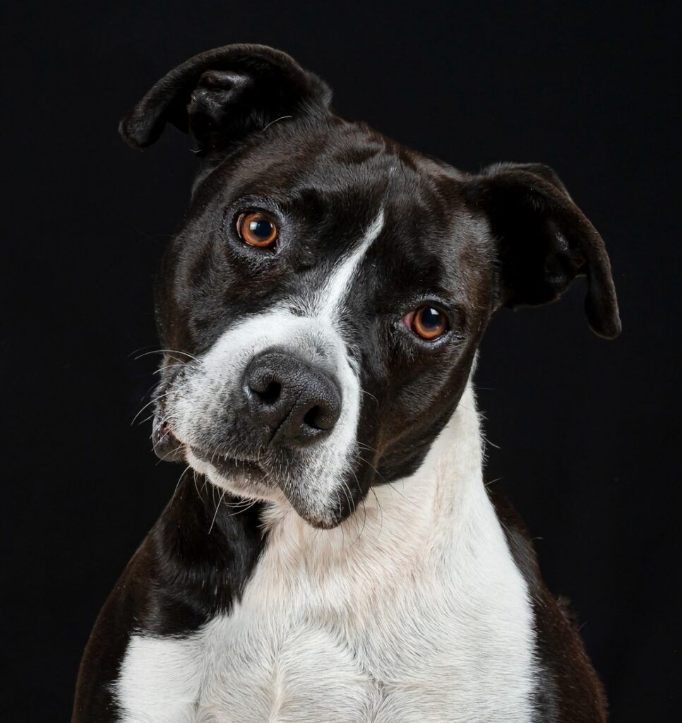 Perro American Stanford en adopción: Flama