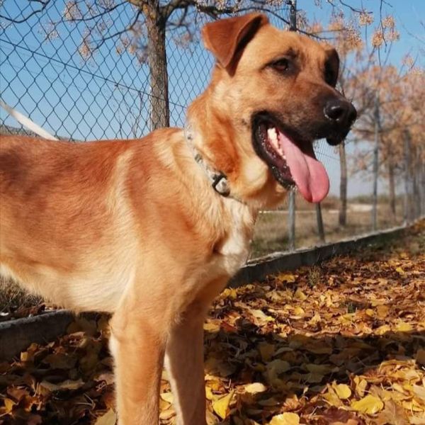 Perro Mestizo en adopción: koke