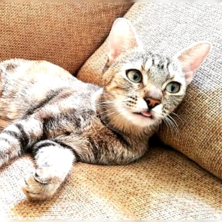 Gato Común europea en adopción: Phoebe