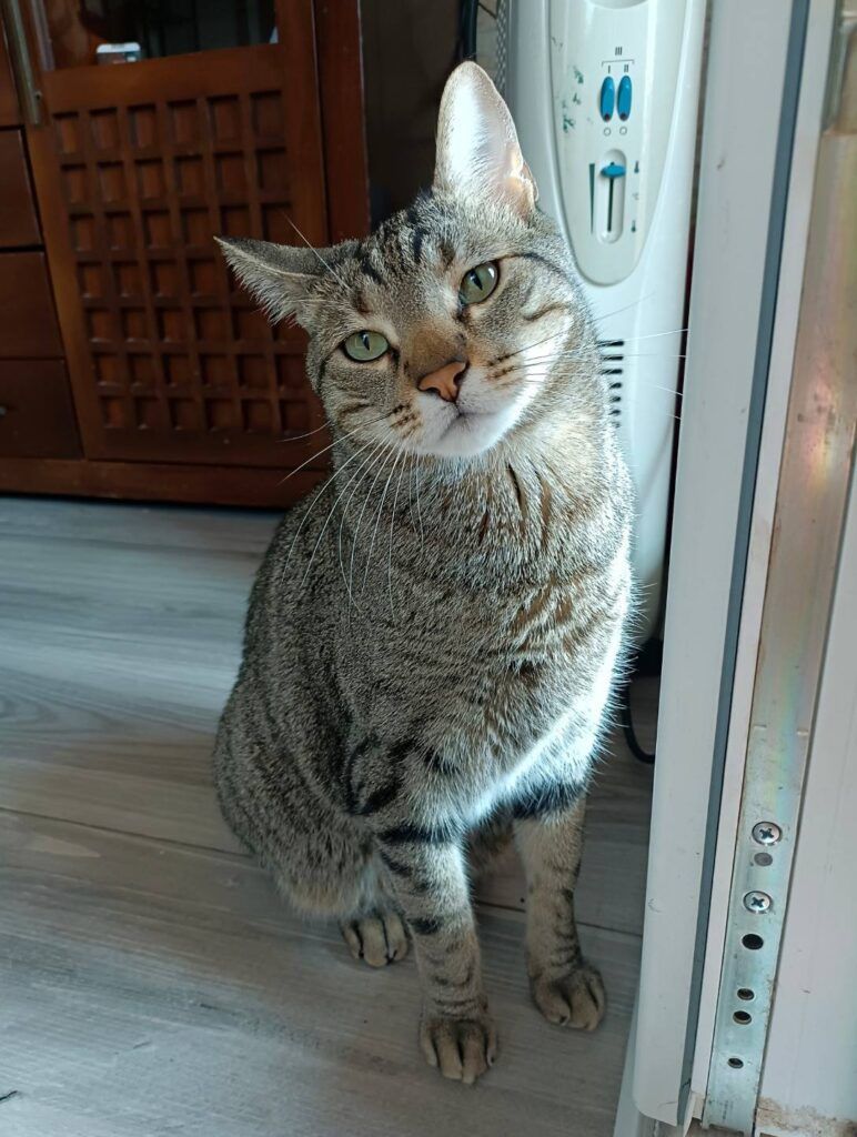 Gato Común Europeo en adopción: Baco