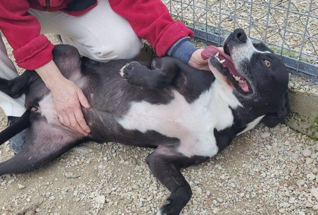 Perro American X en adopción: Isla