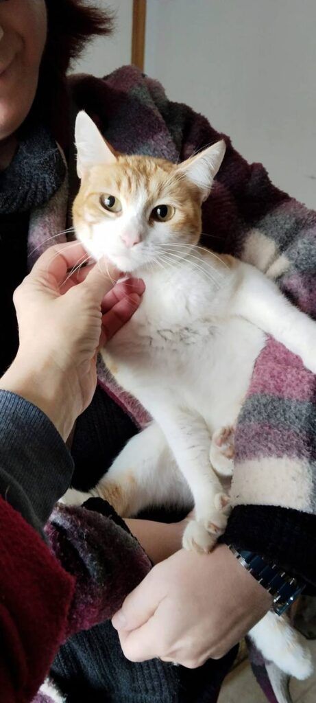 Gato Común Europea en adopción: Juno