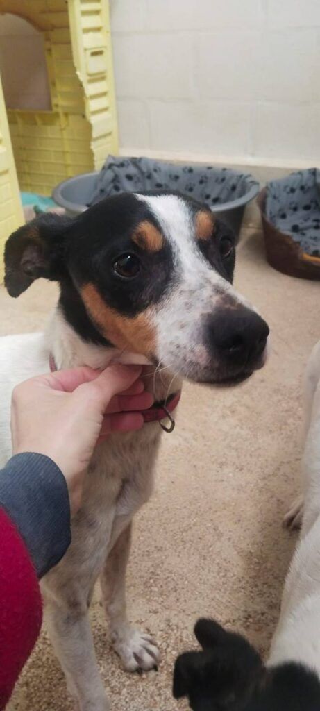 Perro Bodeguero en adopción: Tango