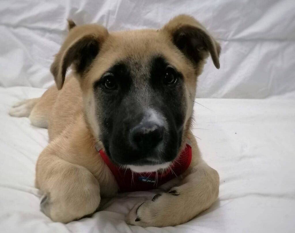 Perro Pastor Belga Malinois en adopción: Eco