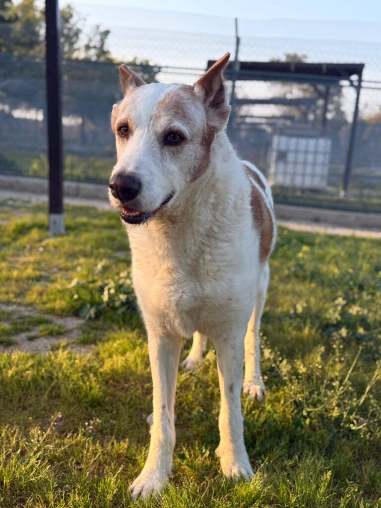 Perro Valdueza en adopción: Drogo