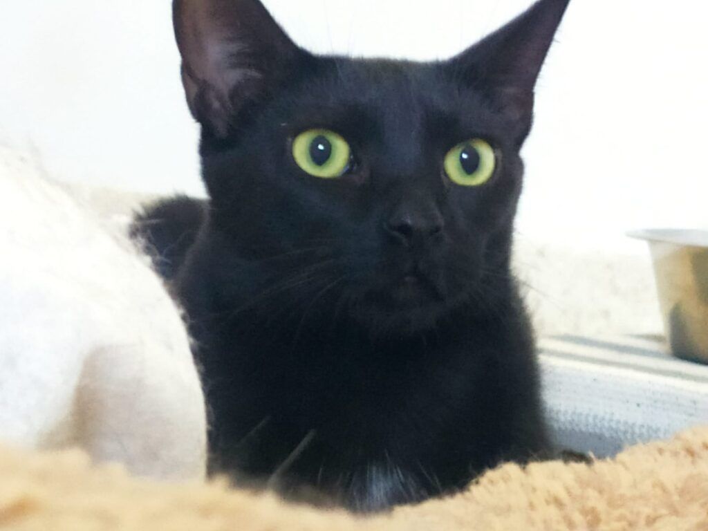 Gato Común Europeo en adopción: Noche