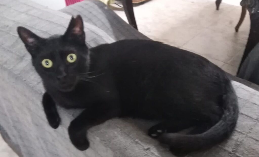 Gato Común Europeo en adopción: Noir