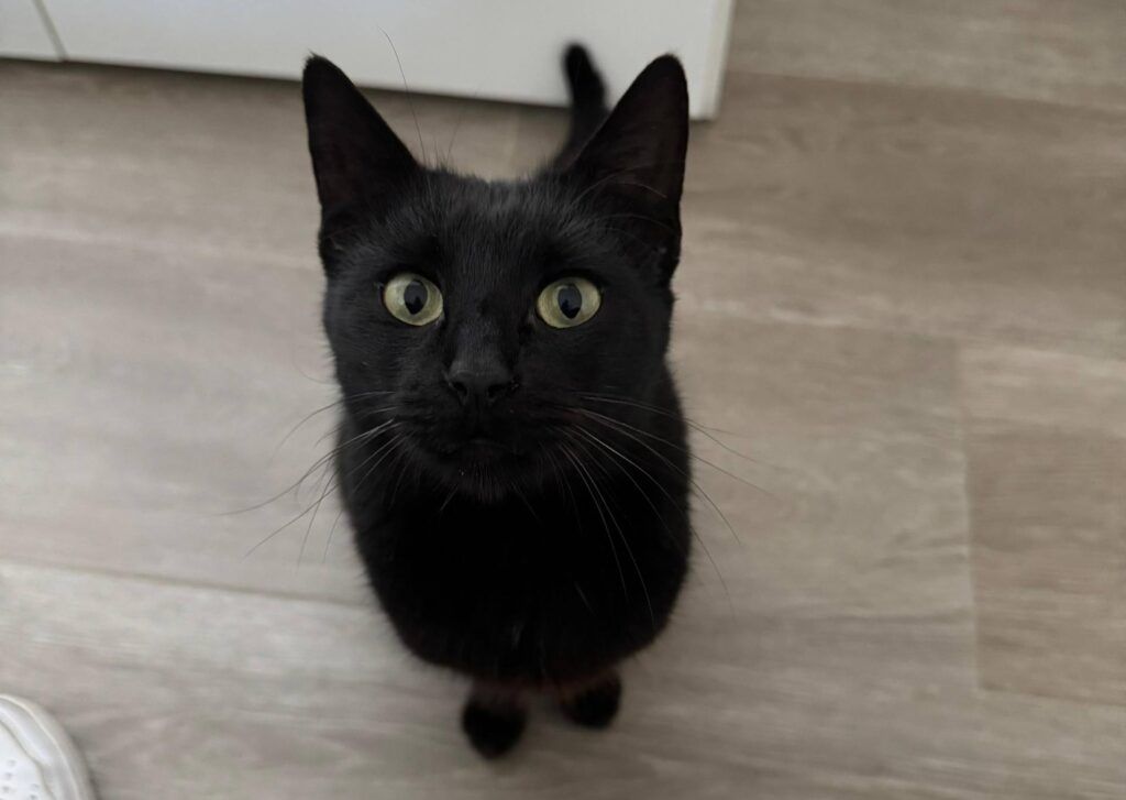 Gato Común Europeo en adopción: Perica