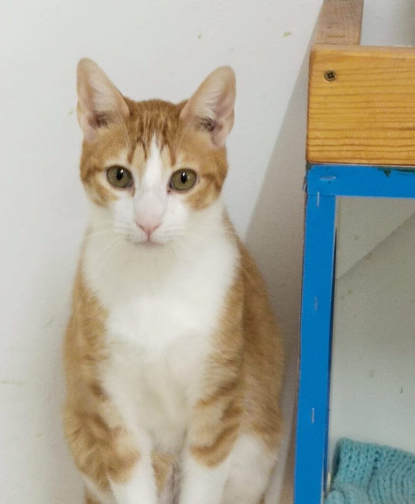 Gato Común Europeo en adopción: Kenu