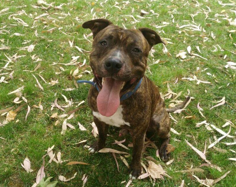 Perro American Staffordshire Terrier en adopción: Kimbo