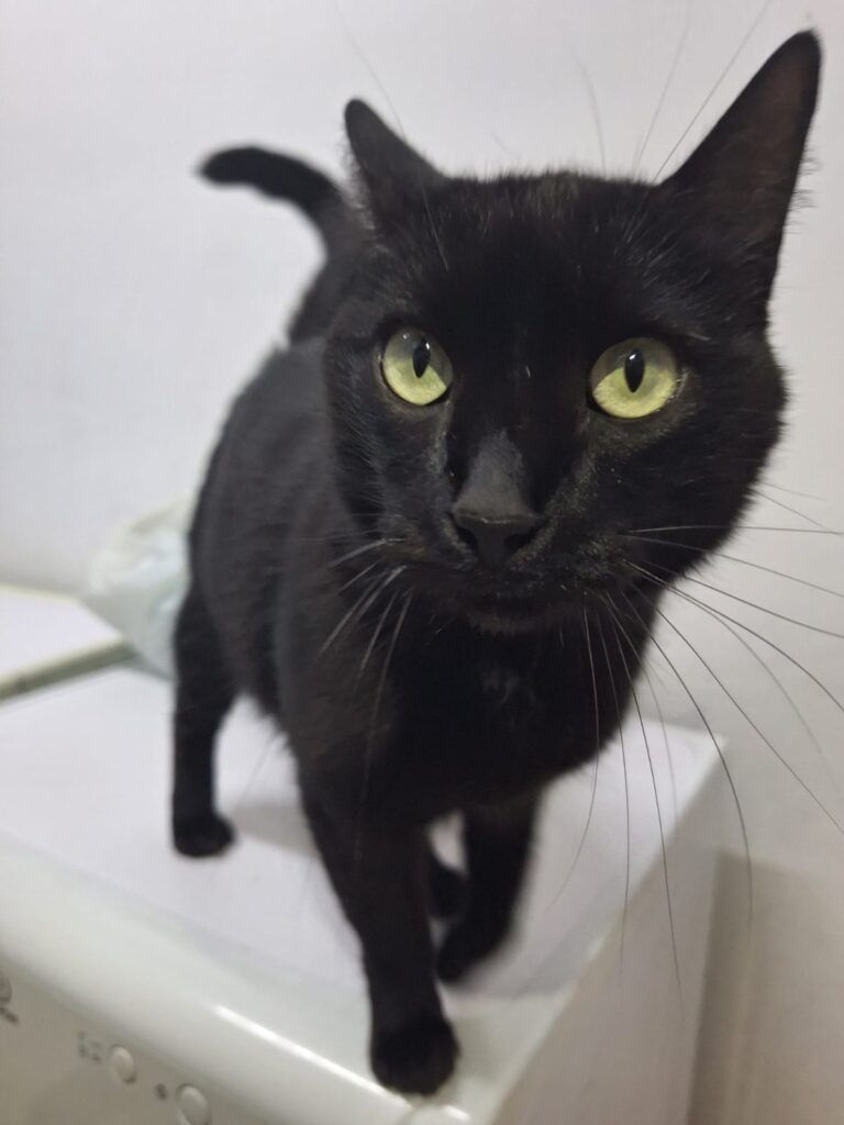 Gato Común Europeo en adopción: Leda
