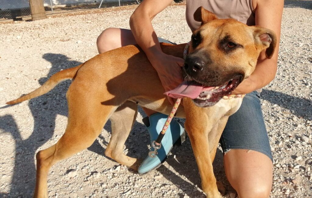 Perro Pitbull X en adopción: Rusia