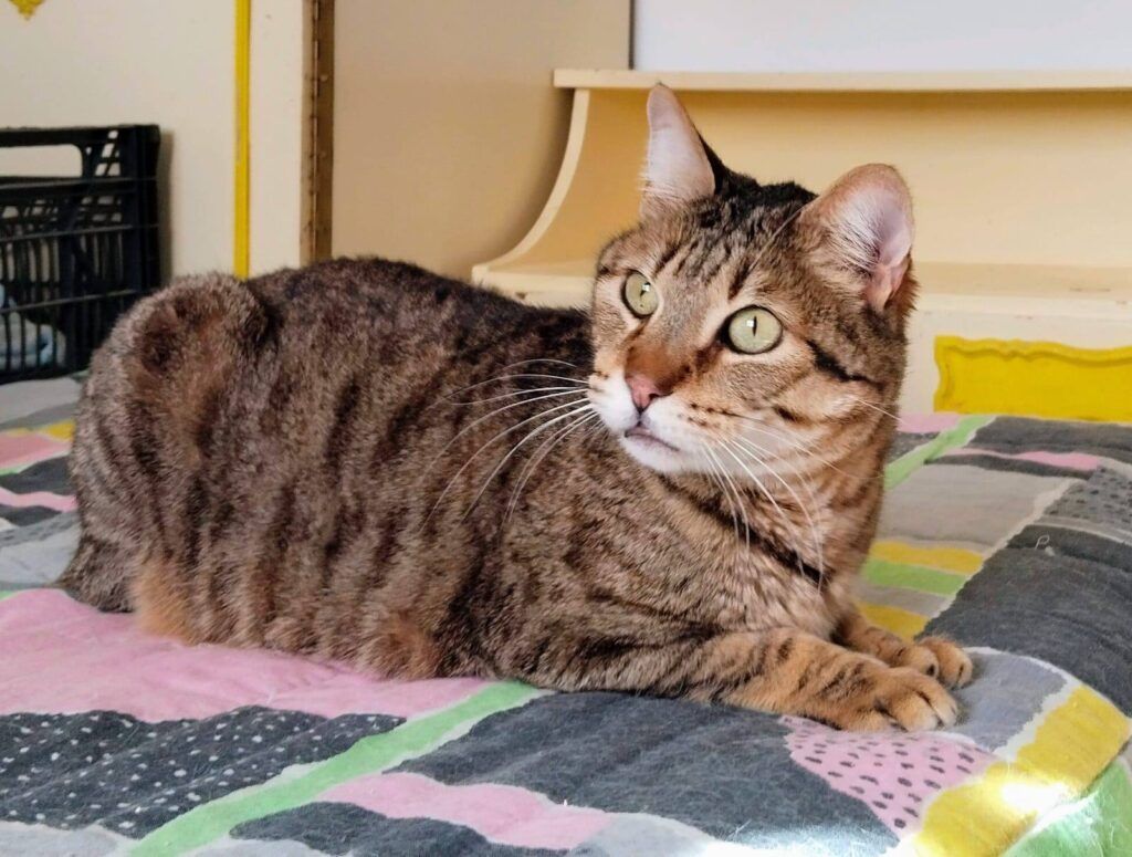 Gato Común Europeo en adopción: Abasi