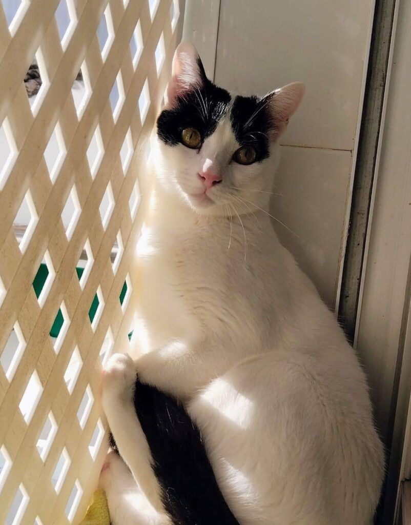 Gato Común Europeo en adopción: Beéle