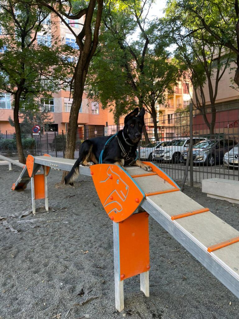 Perro Malinois X en adopción: Bingo