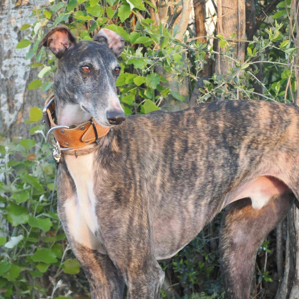Perro Galgo en adopción: Bribón
