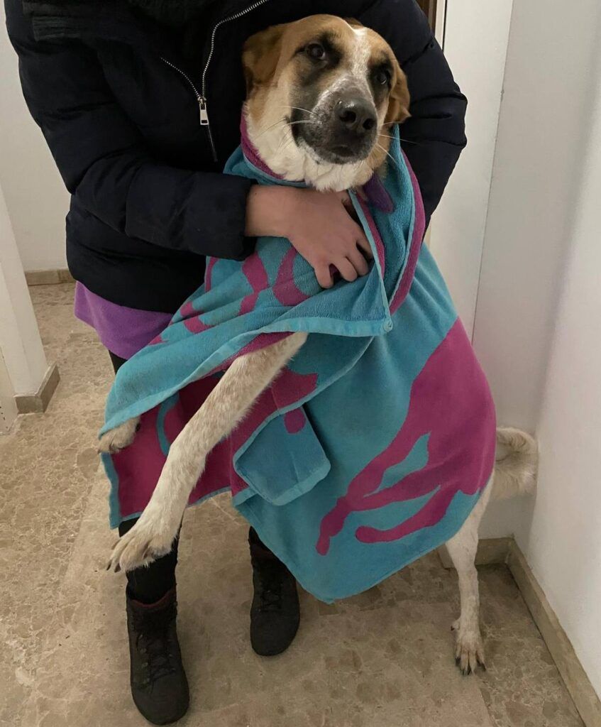 Perro Mestiza en adopción: Dana