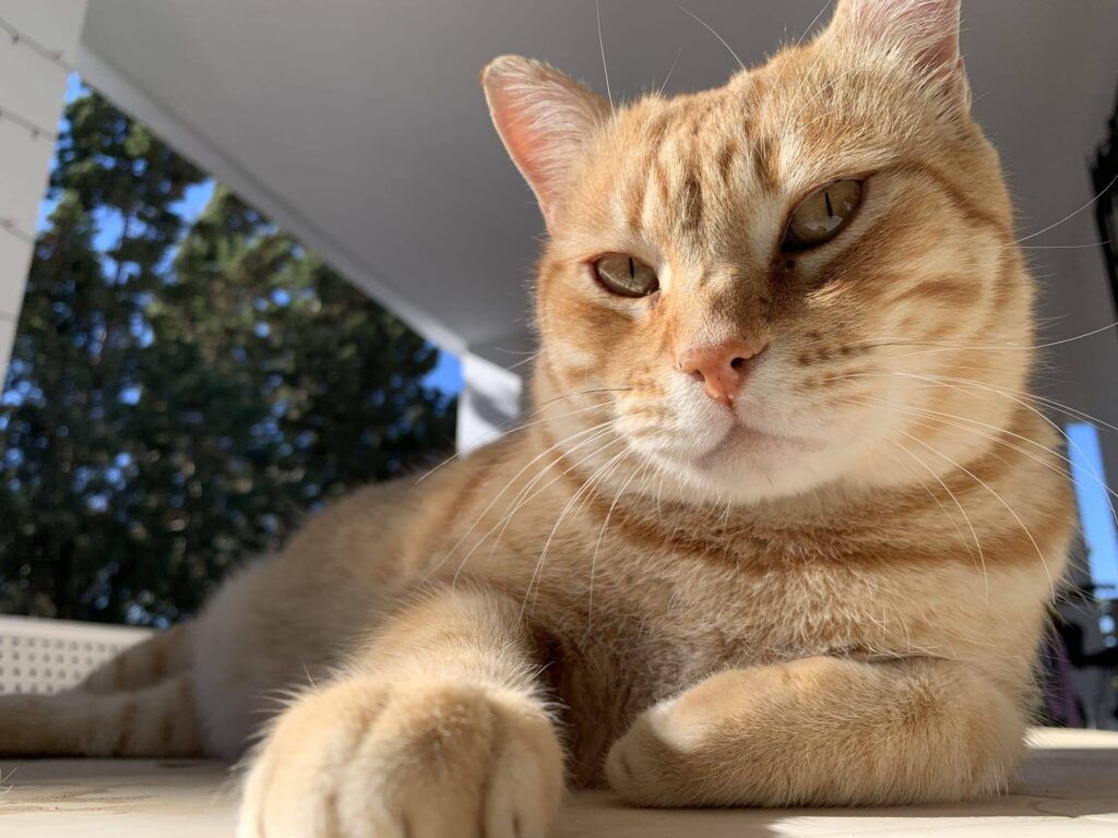 Gato Común Europeo en adopción: Harry