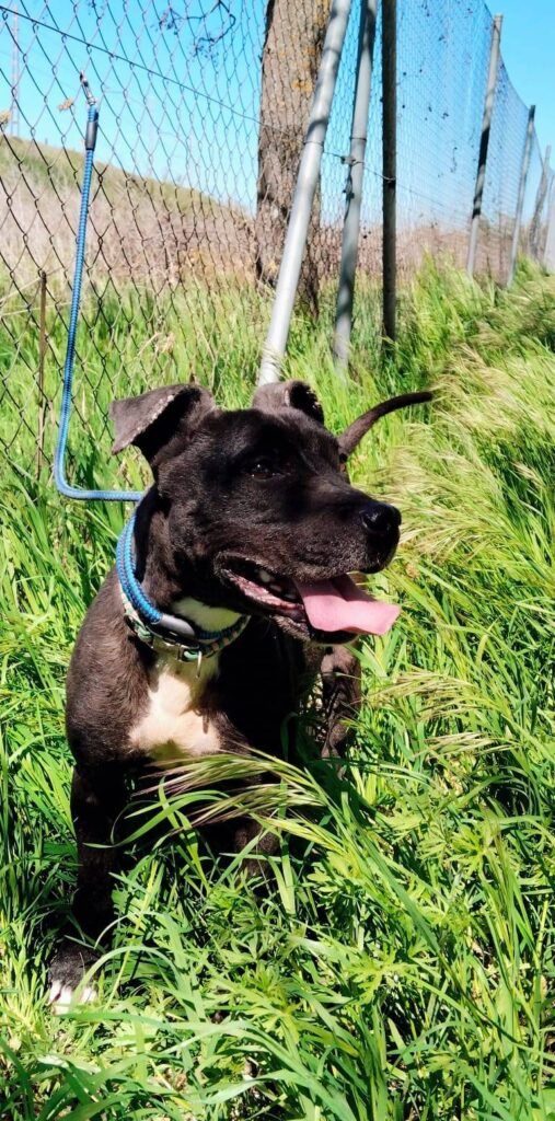 Perro X Pitbull en adopción: Hera