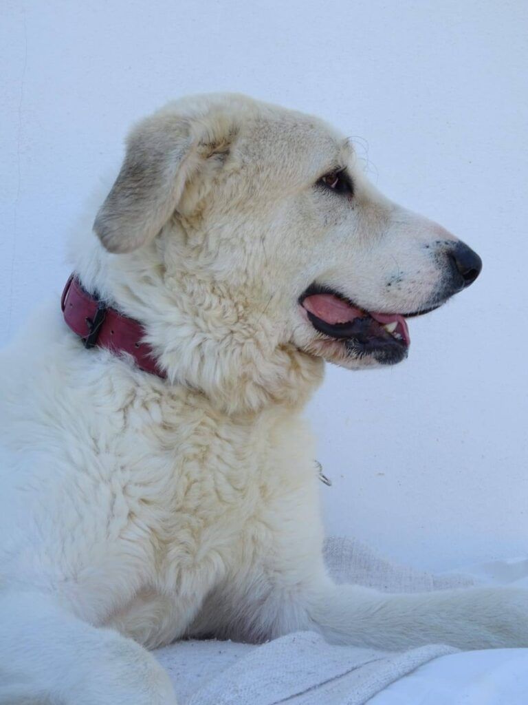Perro Mastin en adopción: Kenai