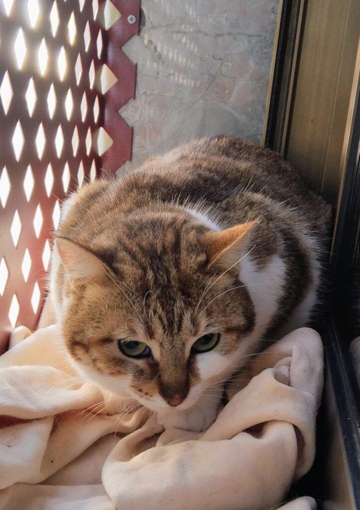 Gato Común Europeo en adopción: Neffer
