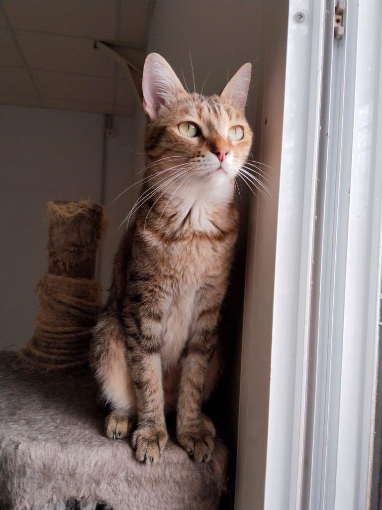 Gato Común Europeo en adopción: Nora