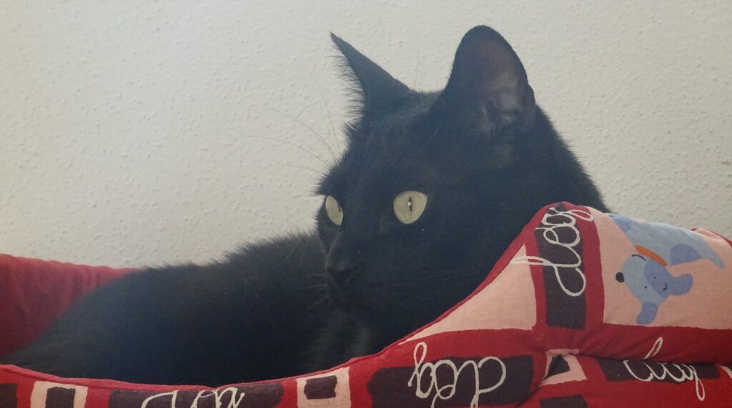 Gato Común Europeo en adopción: Pepo