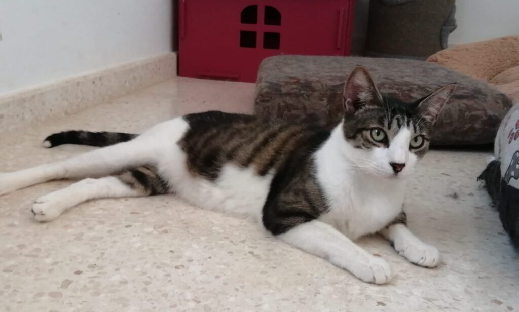 Gato Común Europeo en adopción: Raistlin