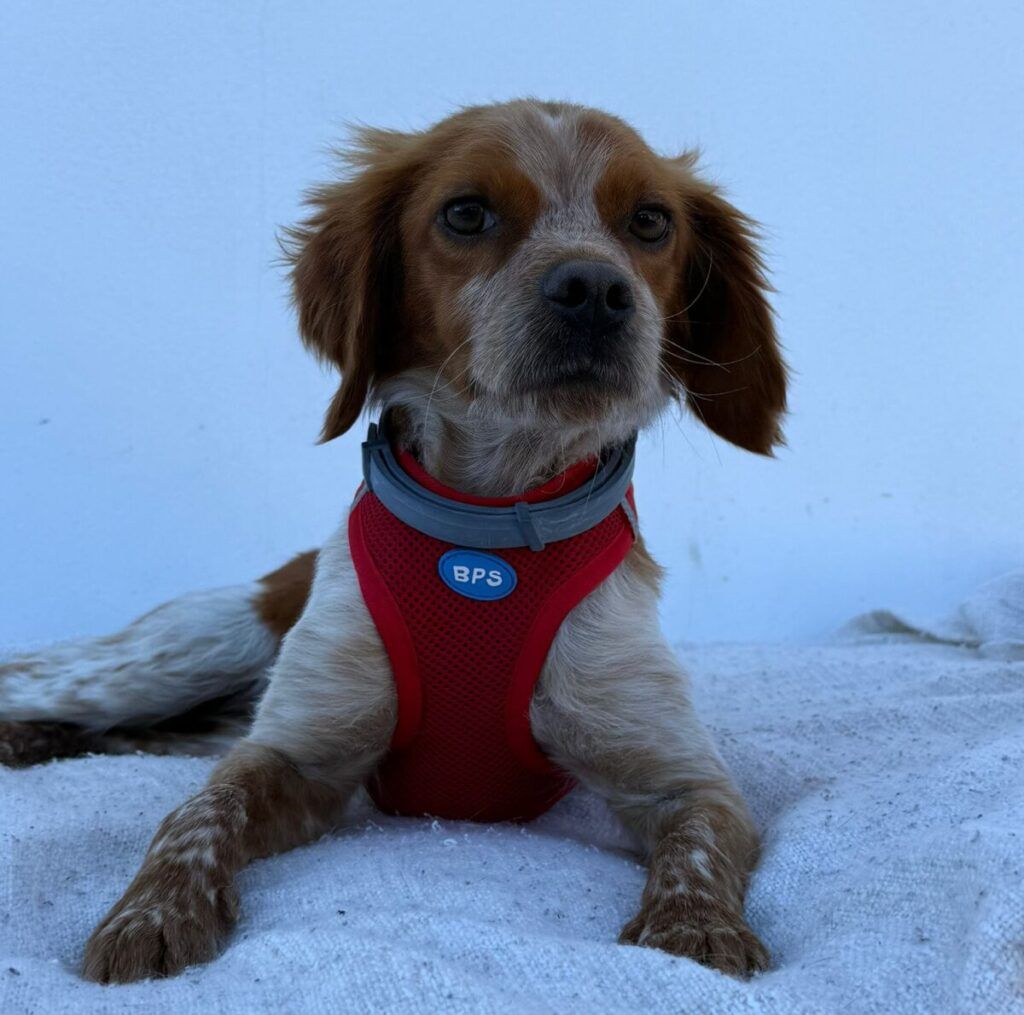 Perro Spaniel Bretón en adopción: Tony