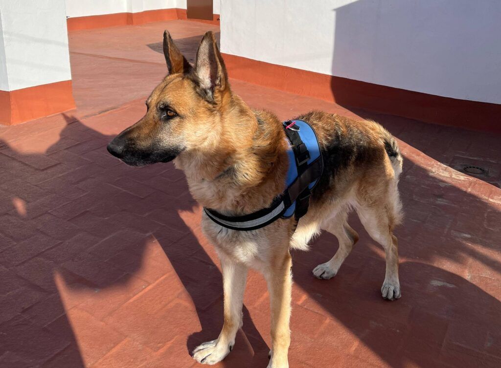 Perro Pastor Alemán en adopción: Tayson
